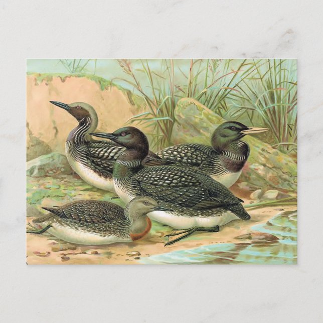 Carte Postale Illustration de l'oiseau Vintage des plongeons (Devant)