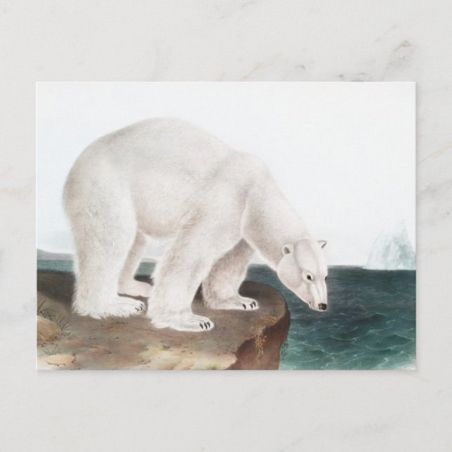 Carte Postale Illustration de l'Ours polaire (Ursus maritimus) (Devant)