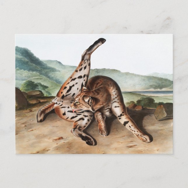 Carte Postale Illustration de Lynx texane (Lynx rufus var macula (Devant)