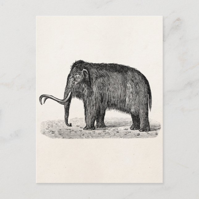 Carte Postale Illustration de mammouth laineux vintage Mammoths  (Devant)
