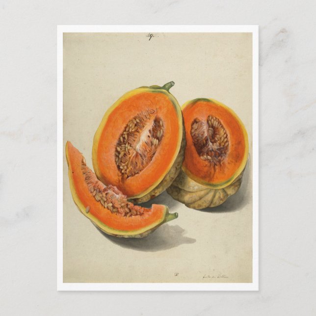Carte Postale Illustration de melon de cantaloupe coupé (Devant)