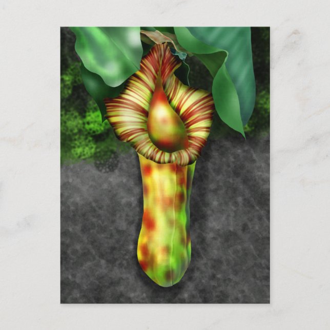 Carte Postale Illustration de Nepenthes, Pitcher Plante (Devant)
