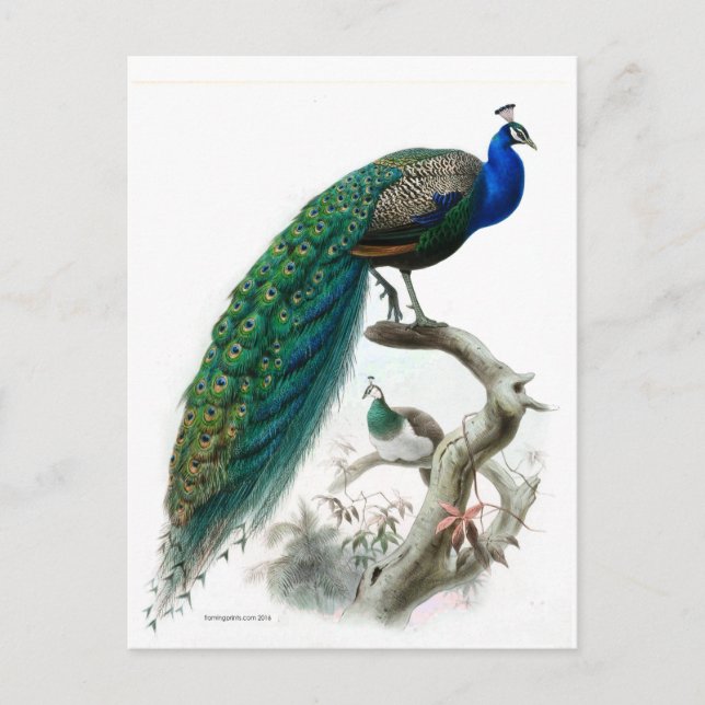 Carte Postale Illustration de paon vintage (Devant)