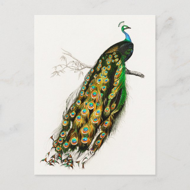Carte Postale Illustration de paon vintage (Devant)