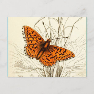 Carte Postale Illustration de papillon vintage, orange et noir