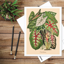 Illustration de plante de caladium multicolore