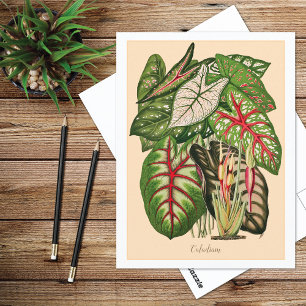 Carte Postale Illustration de plante de caladium multicolore