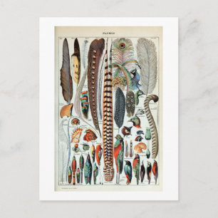 Carte Postale Illustration de plumes vintages
