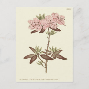Carte Postale Illustration de Rhododendron à feuilles ponctuées
