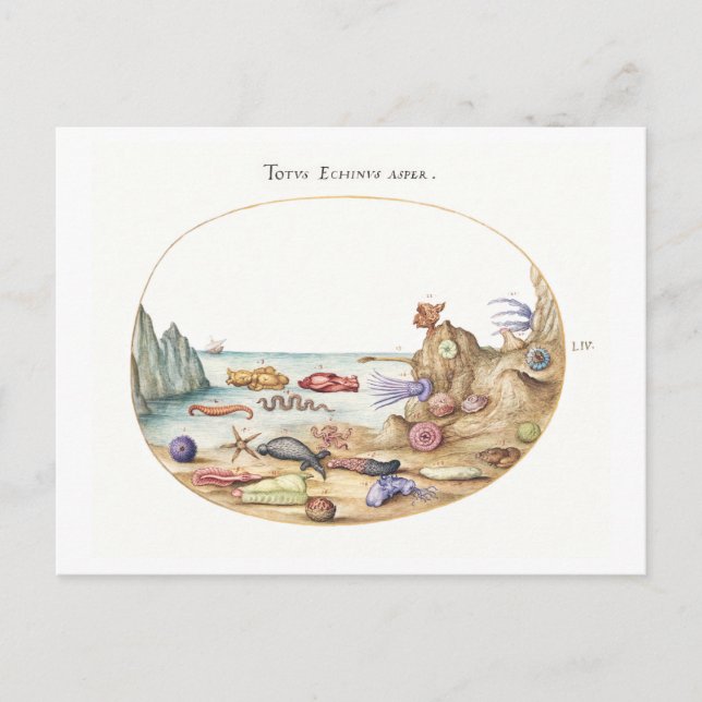 Carte Postale Illustration de Sea Creatures (Devant)