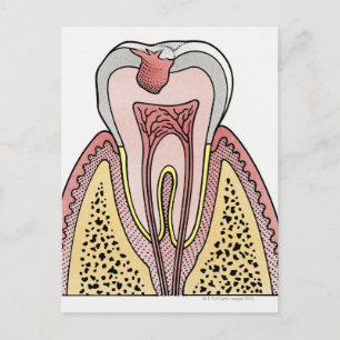 Carte Postale Illustration de section transversale montrant la c