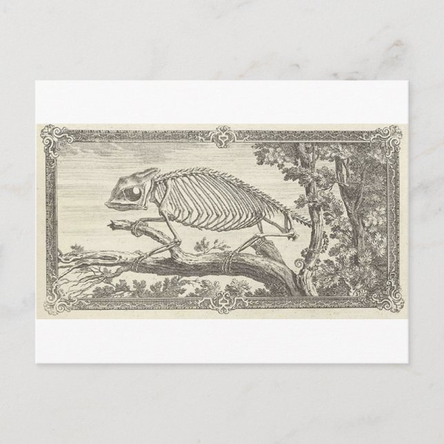 Carte Postale Illustration de squelette de caméléon (Devant)