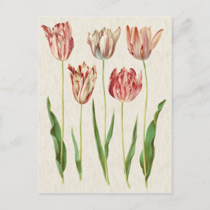 Carte Postale Illustration de tulipes botaniques vintage