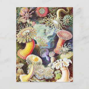 Carte Postale Illustration des anémones de mer par Ernst Haeckel