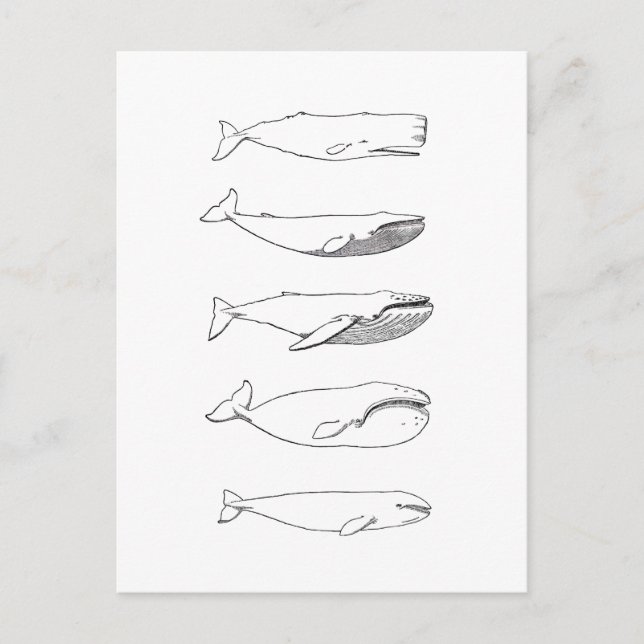 Carte Postale Illustration des baleines (art linéaire) (Devant)