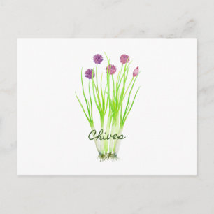 Carte Postale Illustration des ciboues d'herbe d'aquarelle