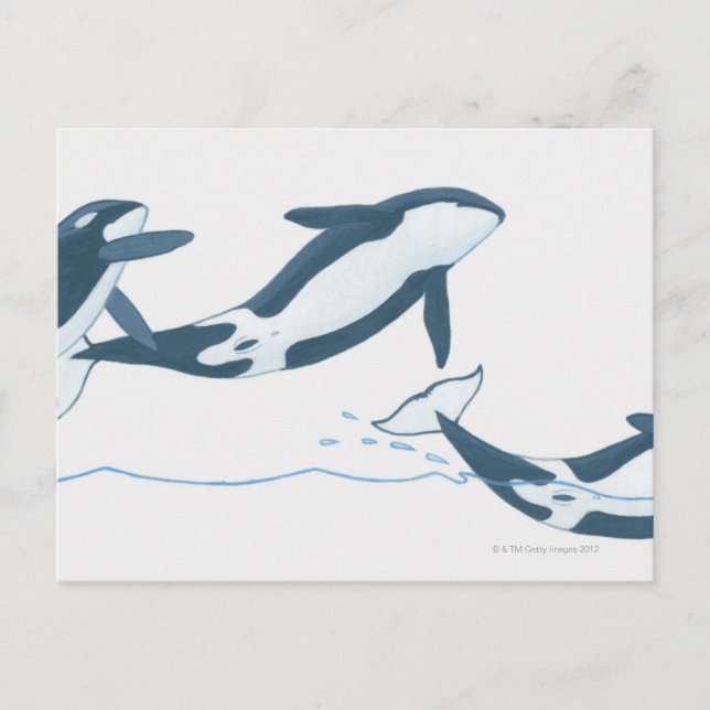 Carte Postale Illustration des épaulards (Orcinus orca) (Devant)