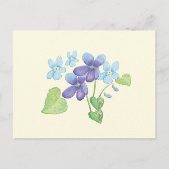 Carte Postale Illustration des fleurs de violet sauvages (Devant)