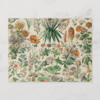 Illustration des fleurs vintages Adolphe Millot