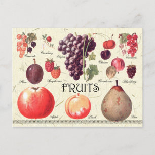 Carte Postale Illustration des fruits