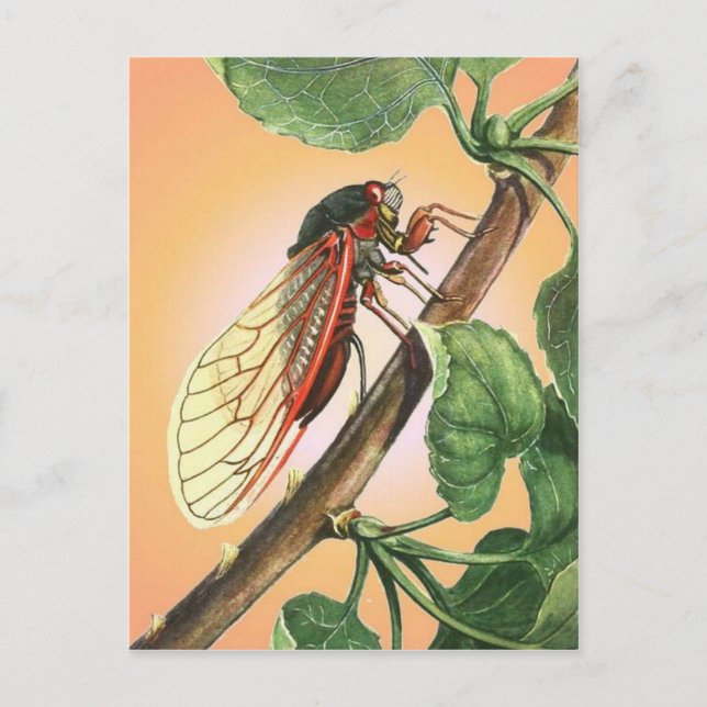 Carte Postale Illustration des insectes du Canada (Devant)