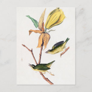 Carte Postale Illustration des oiseaux de Paruline capturant des