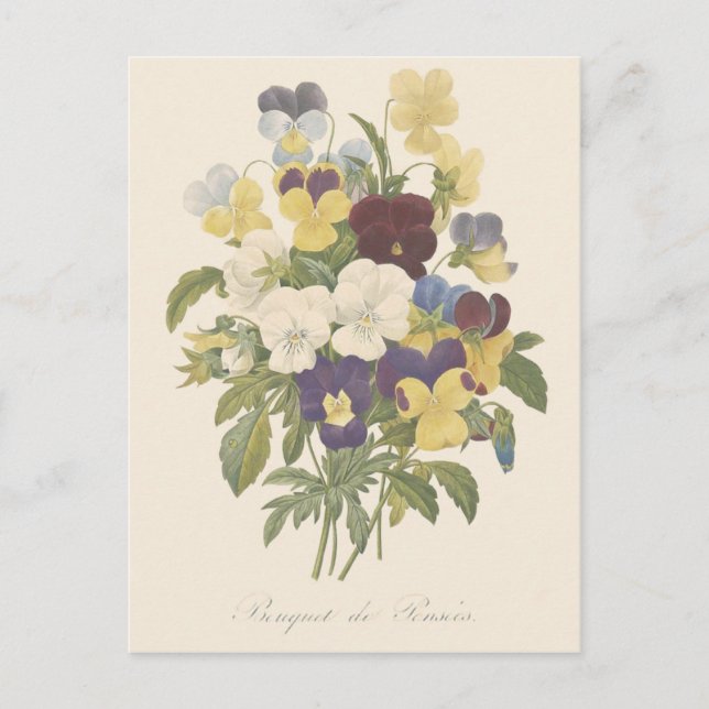 Carte Postale Illustration des panneaux de bouquet de pansement (Devant)
