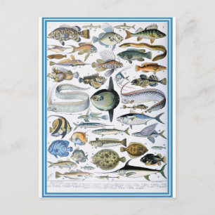 Carte Postale Illustration dictionnaire de poissons