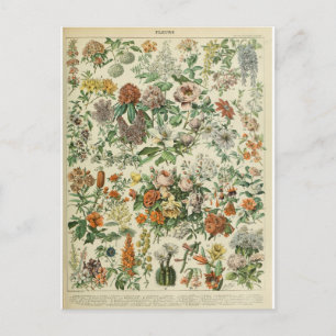 Carte Postale Illustration dictionnaire fleurs
