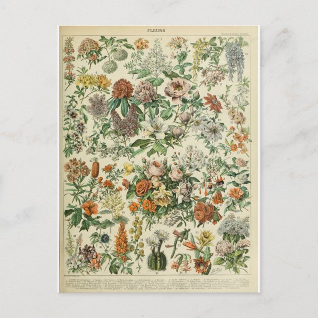 Carte Postale Illustration dictionnaire fleurs (Devant)