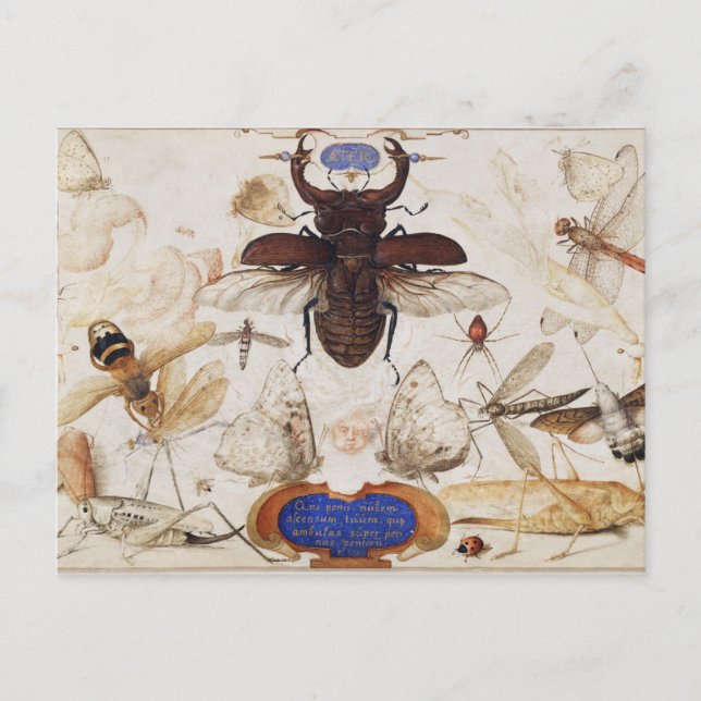 Carte postale Illustration d'insectes vintage (Devant)
