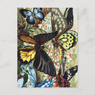 Carte postale Illustration d'insectes vintage