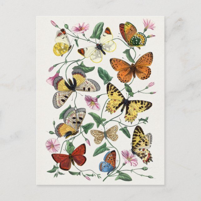 Carte postale Illustration d'insectes vintage (Devant)