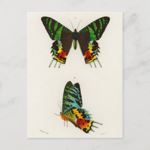 Carte Postale Illustration d'insectes vintages