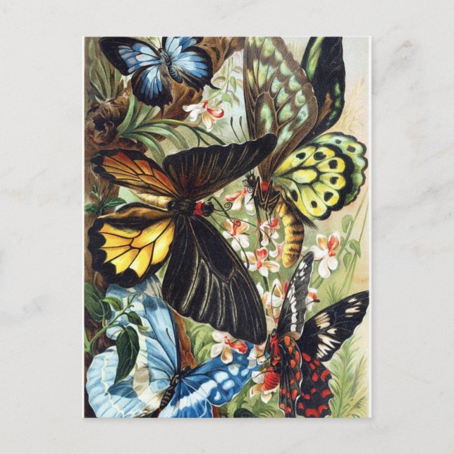 Carte Postale Illustration d'insectes vintages (Devant)