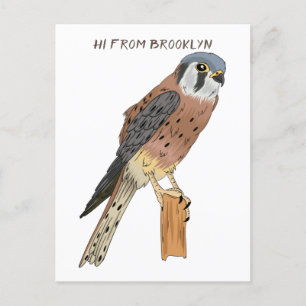 Carte Postale Illustration d'oiseau américain Kestrel