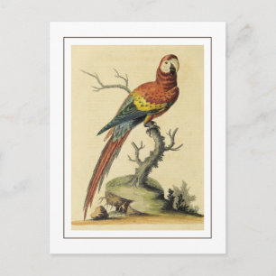 Carte Postale Illustration d'oiseau vintage de perroquets Macaw