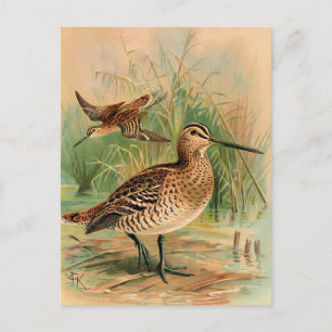 Carte Postale Illustration d'oiseau Vintage Great Snipe