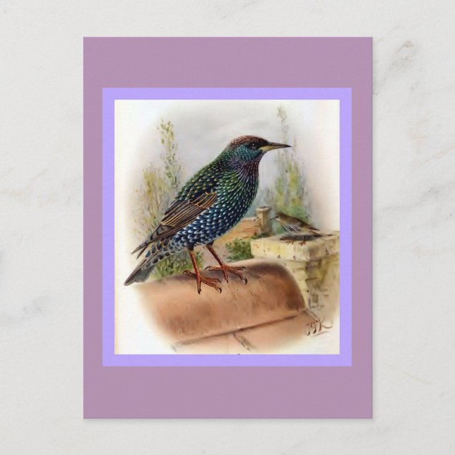 Carte Postale Illustration d'oiseau Vintage Starling (Devant)
