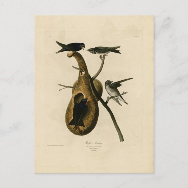 Carte Postale Illustration d'oiseau violet Martin (Devant)