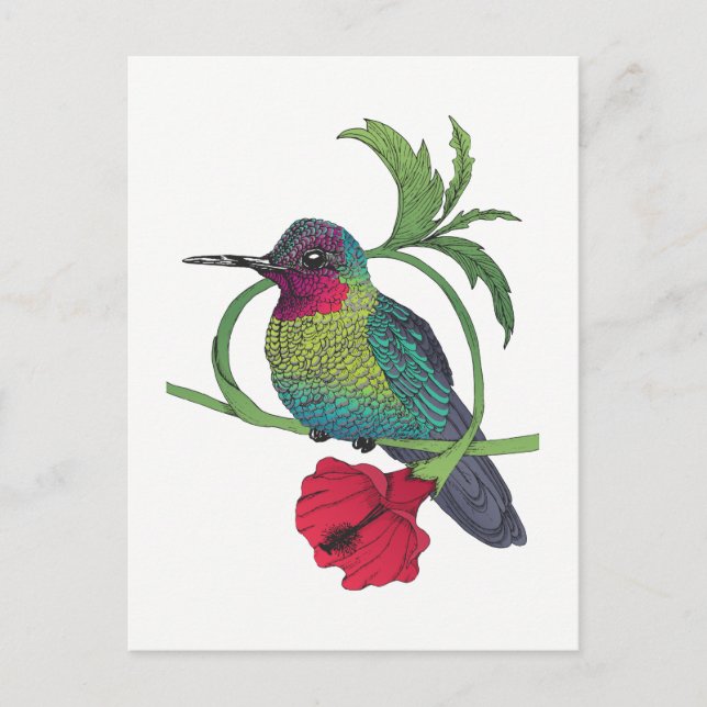 Carte postale Illustration d'oiseaux Colibri (Devant)