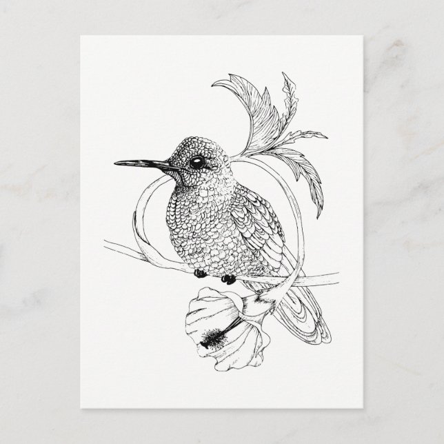 Carte postale Illustration d'oiseaux Colibri (Devant)