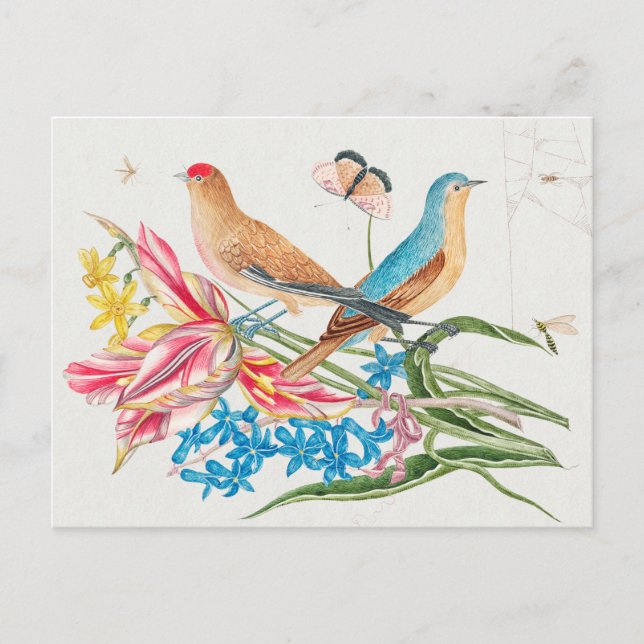 Carte Postale Illustration d'oiseaux vintages (Devant)