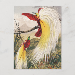 Carte Postale Illustration d'oiseaux vintages