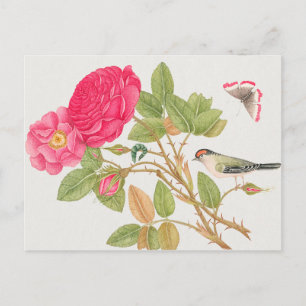 Carte Postale Illustration d'oiseaux vintages