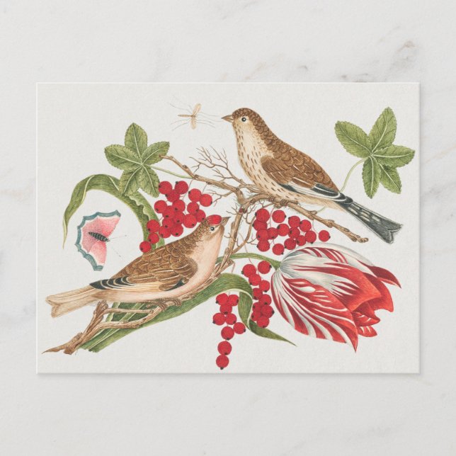 Carte Postale Illustration d'oiseaux vintages (Devant)