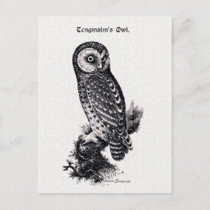 Carte Postale Illustration d'oiseaux Vintages de la Chouette de 