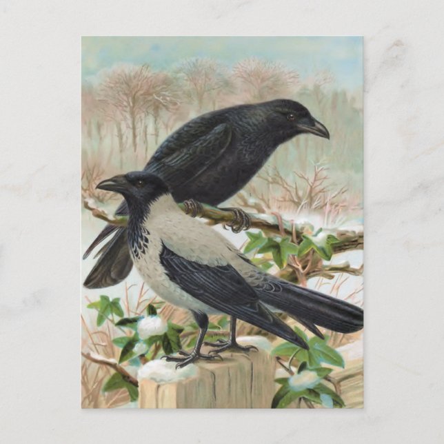 Carte Postale Illustration d'oiseaux Vintages des corbeaux (Devant)