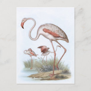 Carte Postale Illustration d'oiseaux Vintages Flamant rose