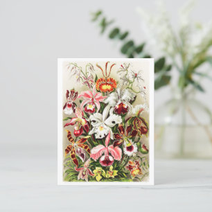 Carte Postale Illustration d'orchidées vintages